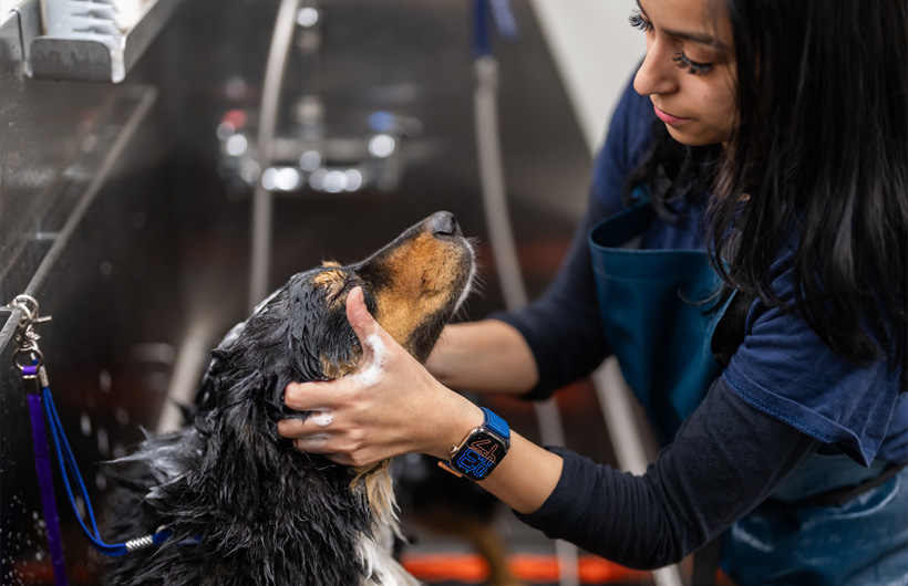Le personnel qui s’occupe des animaux et du toilettage peut recevoir des notifications importantes ou des appels sur Apple Watch.